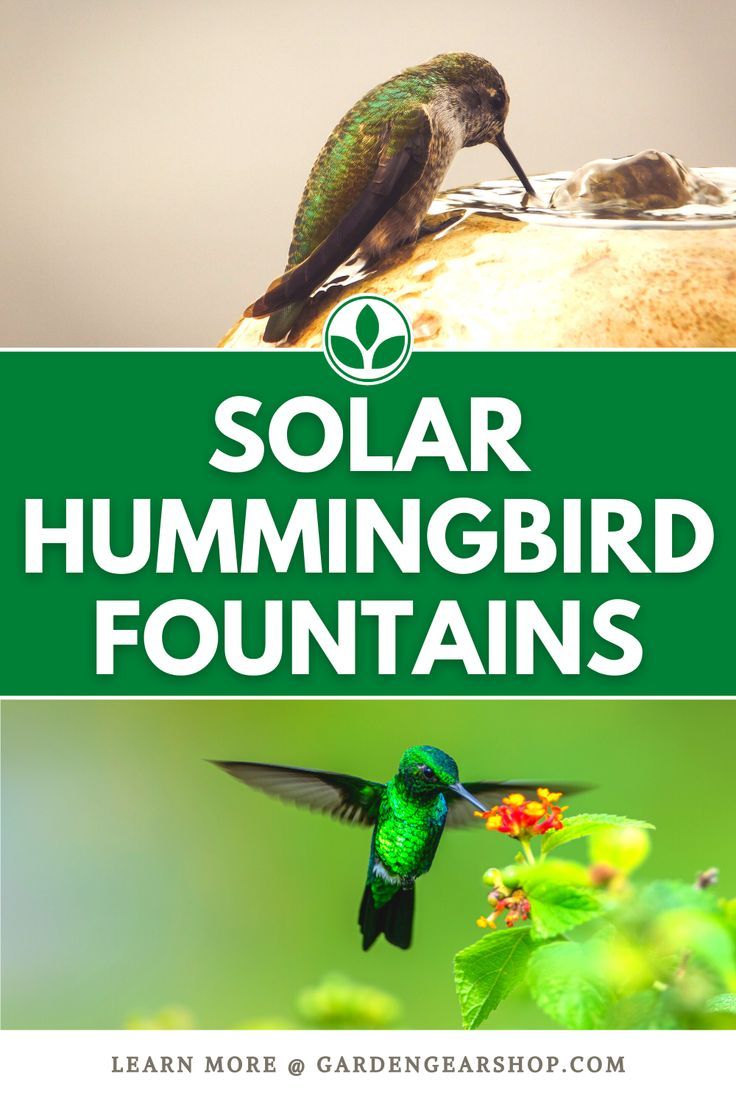 Solar Hummingbird Fountains Hummingbird Bath Fountain, Hummingbird Bath, Hummingbird Fountain, Beautiful Creatures, Planting, Most Beautiful, Seeds, Solar, Bath