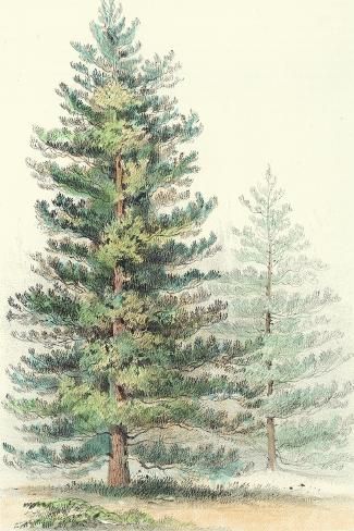 a pencil drawing of a pine tree in the snow