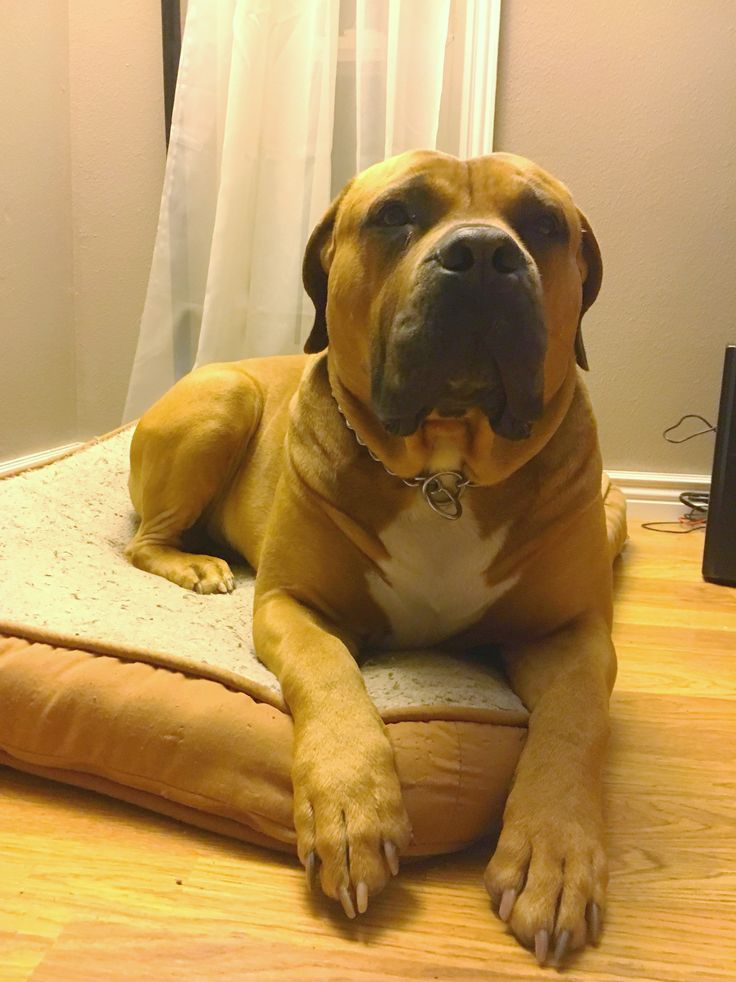 a large brown dog laying on top of a pillow