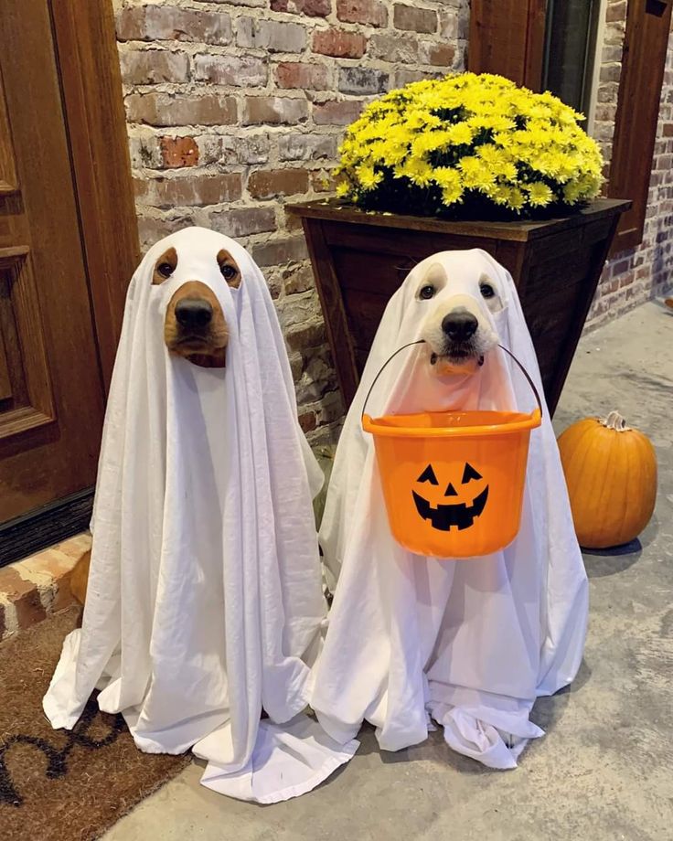 two dogs dressed up as ghostes with pumpkin buckets in front of their heads