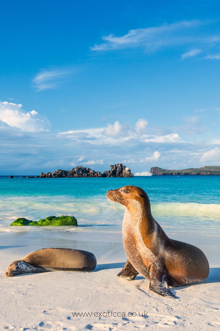 two sea lions are sitting on the beach