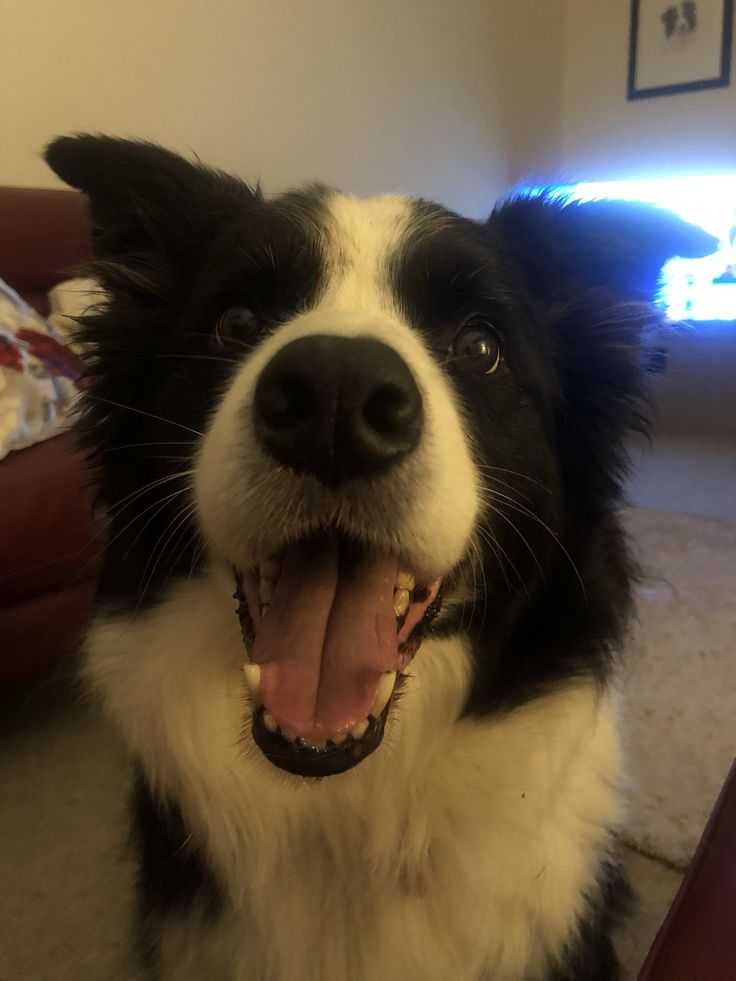 a black and white dog with its mouth open sitting on the floor next to a couch