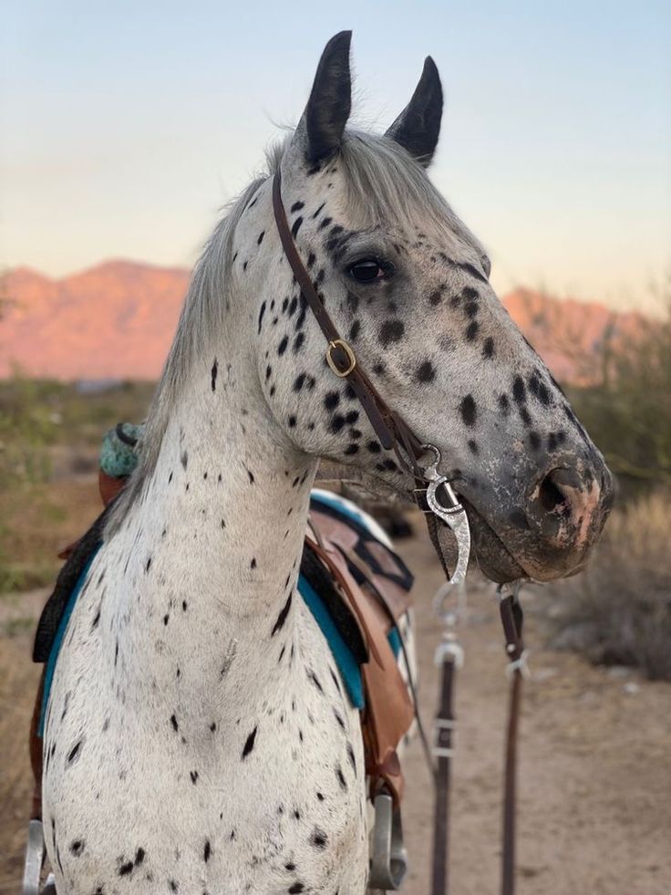 a white and black spotted horse standing in the dirt