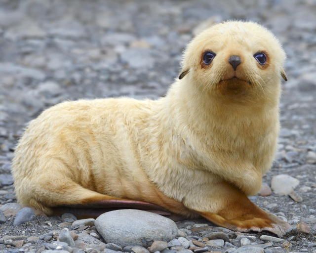 a yellow seal sitting on top of a pile of rocks