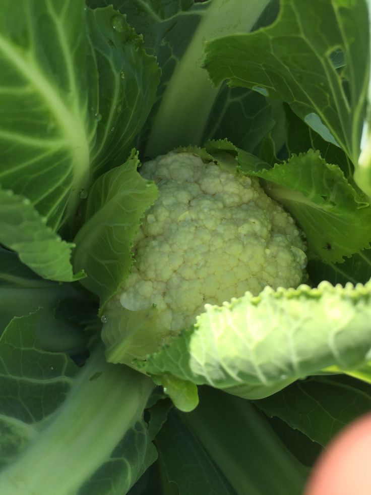 a head of broccoli in the middle of green leaves