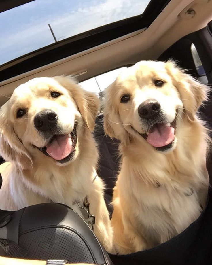 two golden retrievers sitting in the back seat of a car with their tongue hanging out