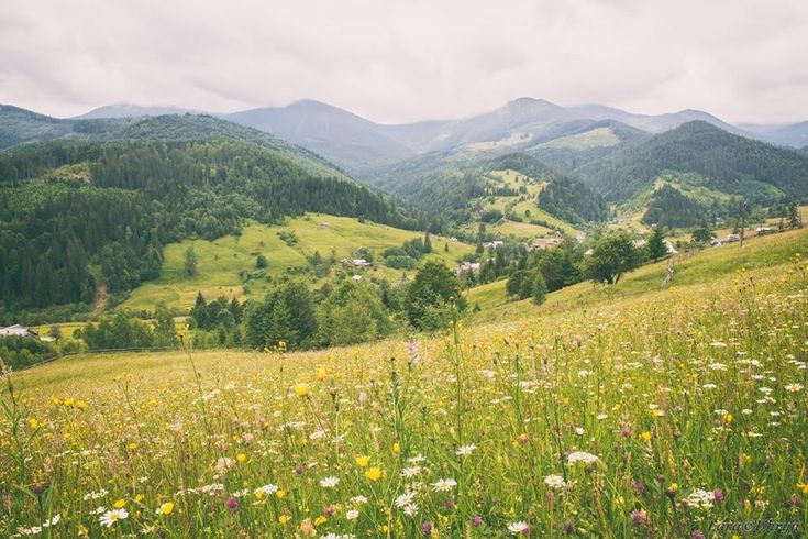 a lush green hillside covered in lots of wildflowers next to a valley filled with mountains