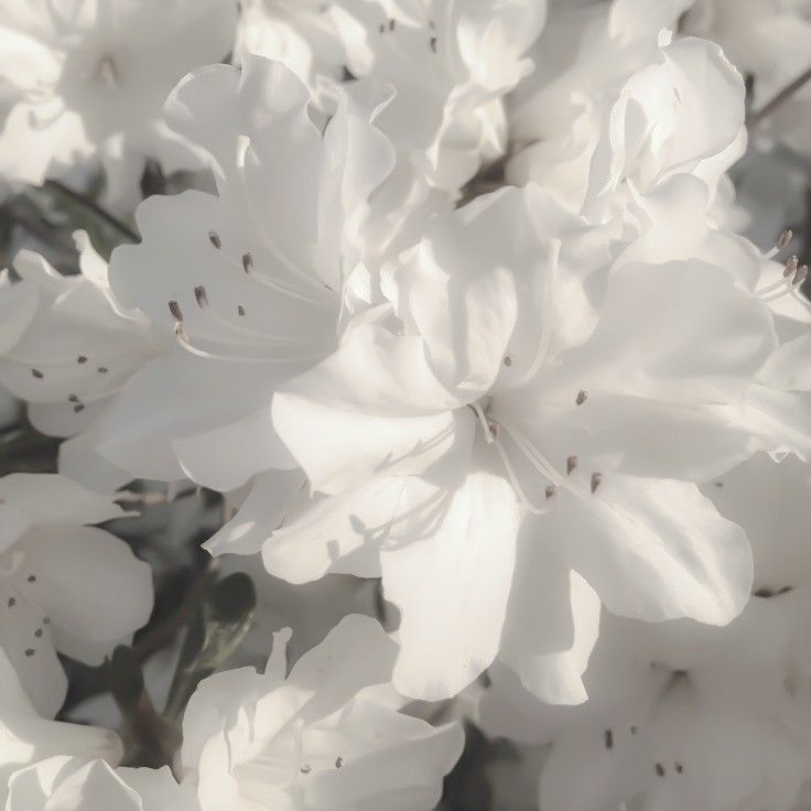 white flowers are blooming in the sun