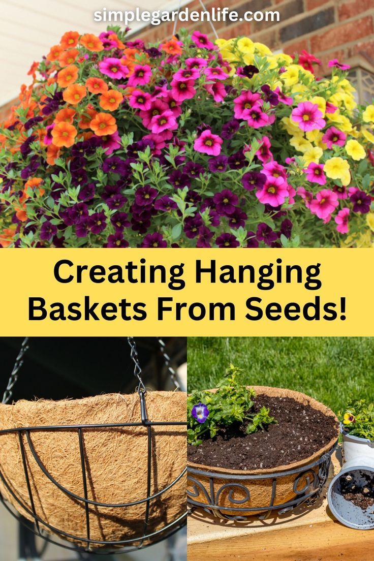 Creating Hanging Baskets From Seeds by simplegardenlife.com Hanging Basket Flowers, Starting Flowers From Seeds, Hanging Planters Outdoor, Hanging Baskets Diy, Hang Plants, Hanging Plants Outdoor, Hanging Plants Diy, Basket Flowers, Diy Hanging Planter