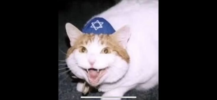 an orange and white cat wearing a jewish hat