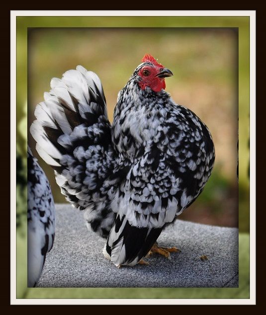 two black and white chickens standing next to each other with the words breder directory on it