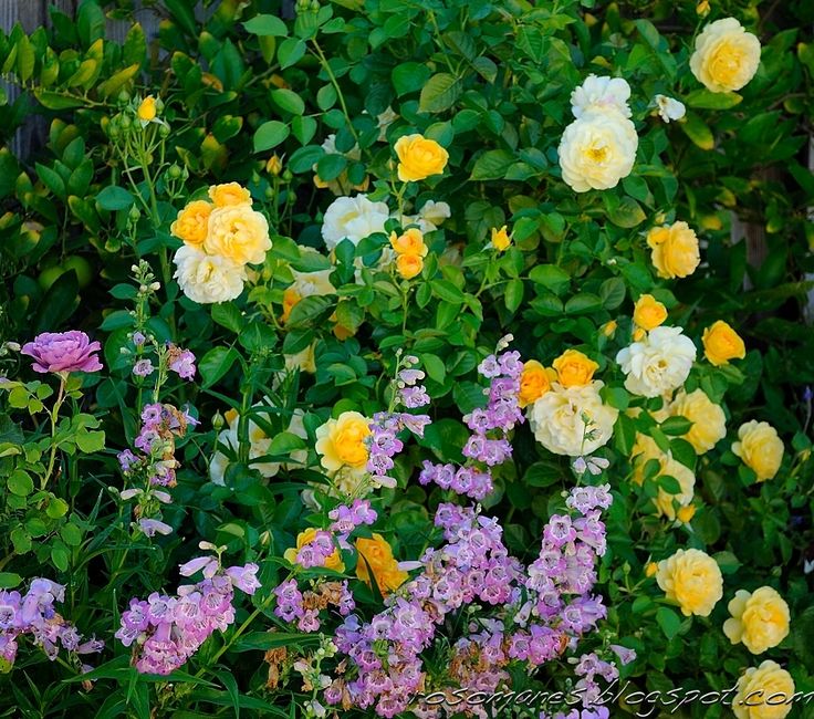 many different colored flowers are growing in the garden together with green leaves and brown stems