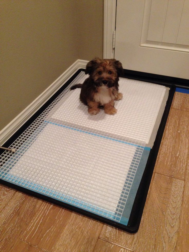 a small dog sitting on top of a mat