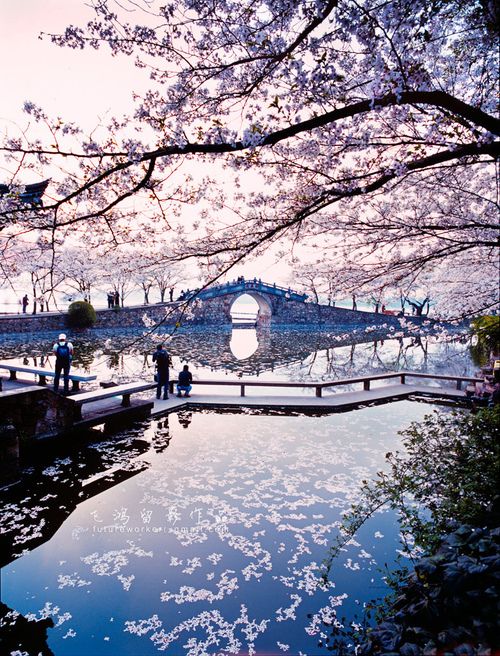 people are standing near the water under cherry blossom trees