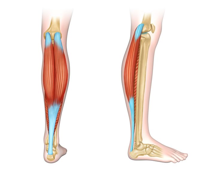 the muscles are shown in this image, and there is also an illustration of what they look like