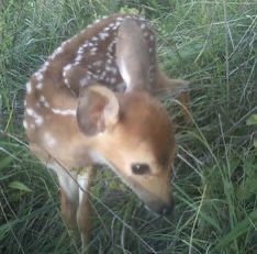 a baby deer is standing in the grass