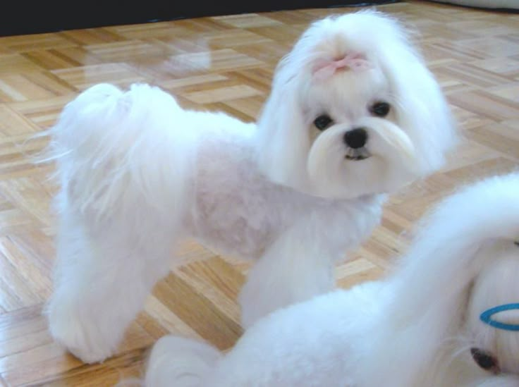 two small white dogs standing next to each other on a wooden floor