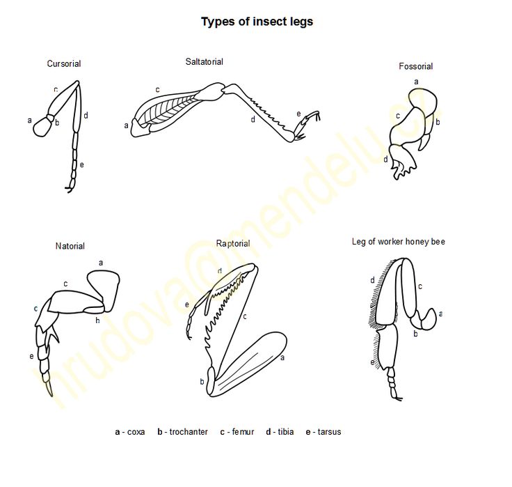 an instruction manual for how to use the types of insect legs, including wings and feet