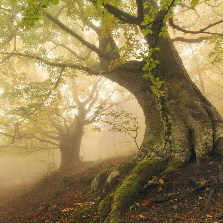 an old tree with moss growing on it's trunk in the woods, surrounded by leaves