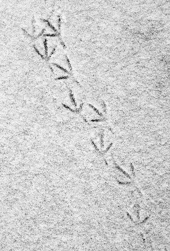 an animal tracks in the sand with it's tail