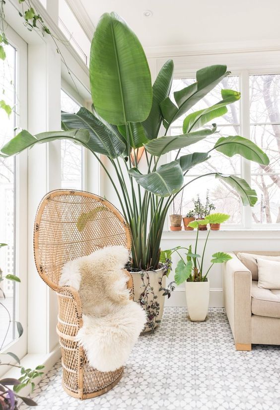 a large plant in a wicker basket next to a white couch and windowsill