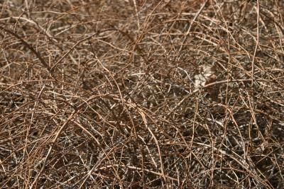 the grass is brown and has little leaves on it