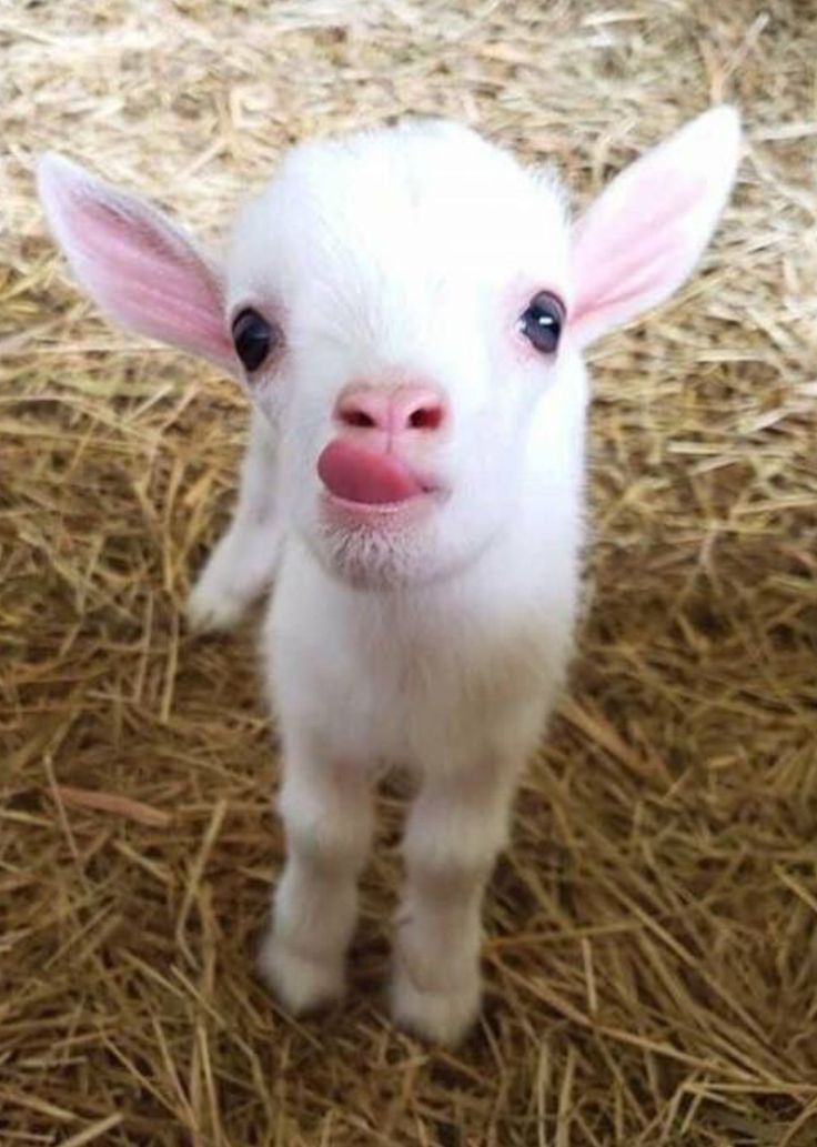 a small white goat with pink ears standing on some dry grass and looking at the camera