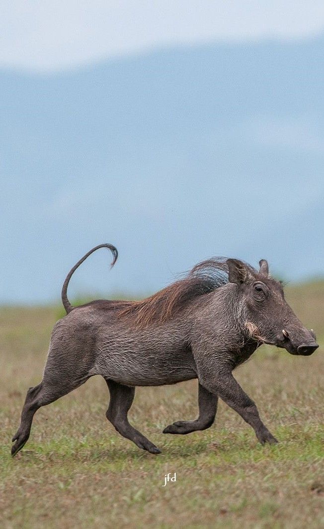 a baby warthog running in the grass