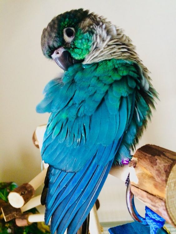 a blue and green parrot sitting on top of a wooden chair