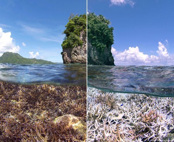 three different views of seaweed and an island in the ocean with blue sky above