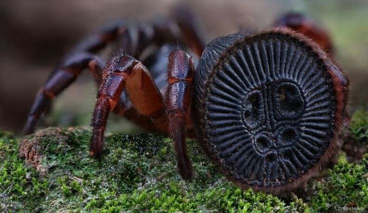 a close up of a spider on moss