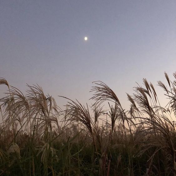 the sun is setting over some tall grass and plants in the foreground, with an almost full moon visible in the distance