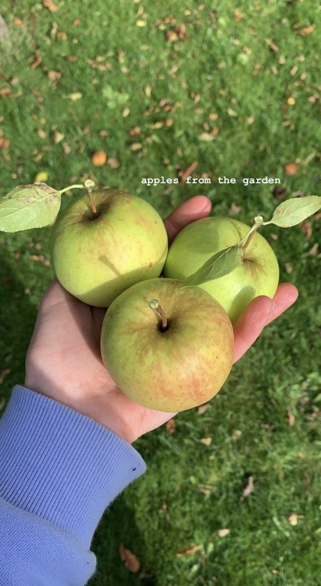 a person holding three green apples in their hand