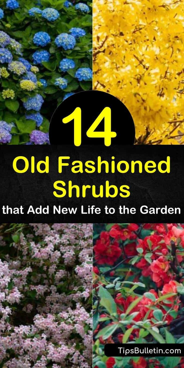 Learn about old fashioned flowering shrubs to delight visitors to your garden, from hydrangea to viburnum. Choose among weigela, with its trumpet-shaped pink flowers; forsythia, with its arching branches coated in yellow blooms; and more. #shrubs #oldfashioned Small Flowering Shrubs, Flowering Shrubs Full Sun, Shrubs For Landscaping, Colorful Shrubs, Full Sun Shrubs, Low Growing Shrubs, Bushes And Shrubs, Shade Shrubs, Flowering Bushes