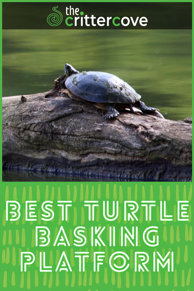 a turtle sitting on top of a wooden log with the words best turtle basking platform