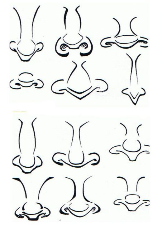 four different types of nose shapes and their corresponding parts are shown in black ink on white paper