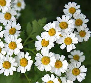 white and yellow flowers with green leaves in the background