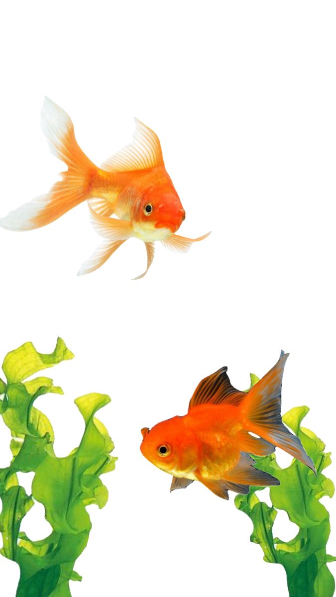 two goldfish swimming in an aquarium with green plants and algaes on the bottom