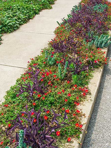 an assortment of plants and flowers growing on the side of a sidewalk in front of a building