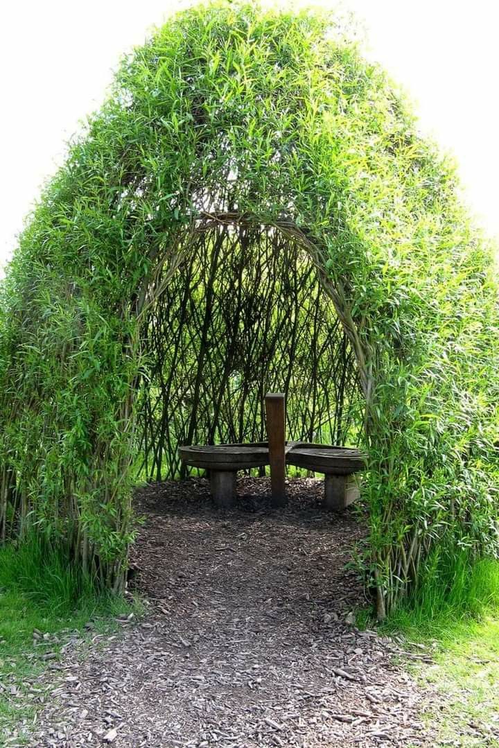 a wooden bench sitting under a lush green arbor