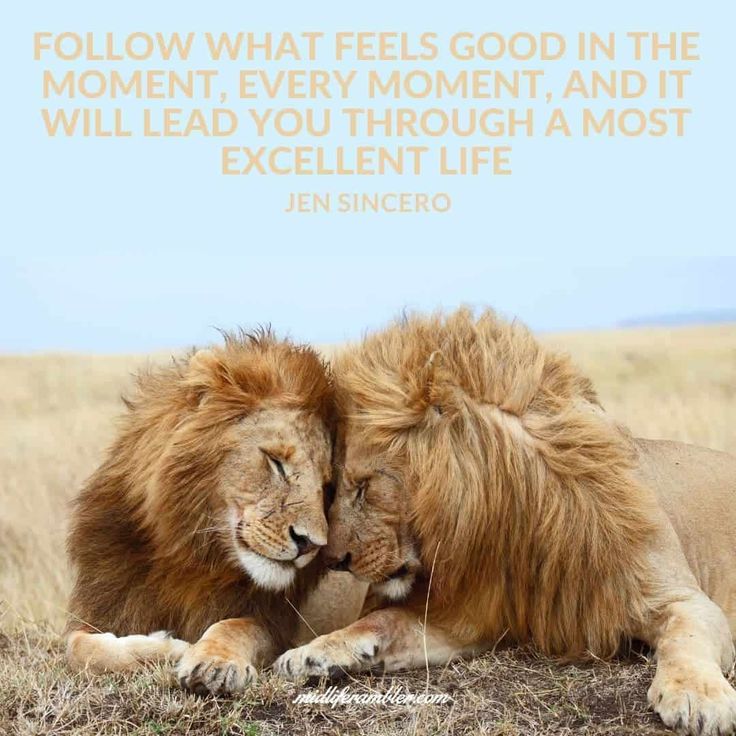 two lions laying down in the grass with a quote above them that says, follow what feels good in the moment every moment and it will lead you through a most excellent life