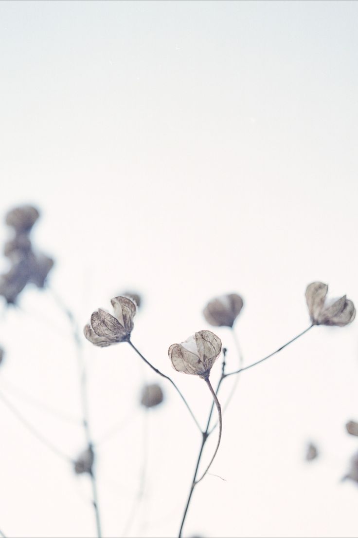 some very pretty flowers in front of a white sky