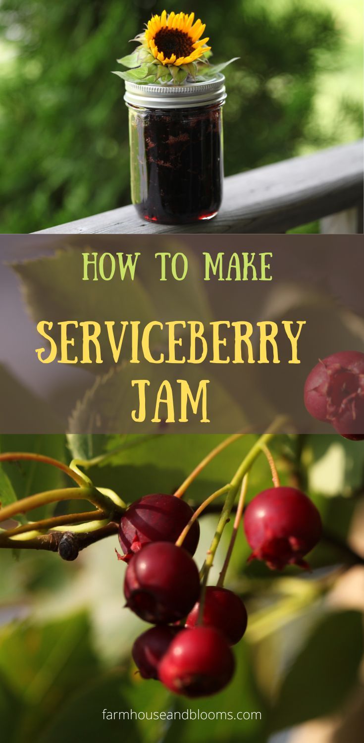 two pictures, one of service berry jam in a mason jar, and one of service berries on a tree Saskatoon Recipes, Service Berry, Berry Jam Recipe, Benefits Of Lemon Water, Boil Lemons, Lemon Water Before Bed, Benefits Of Berries, Benefits Of Lemon, Hot Lemon Water