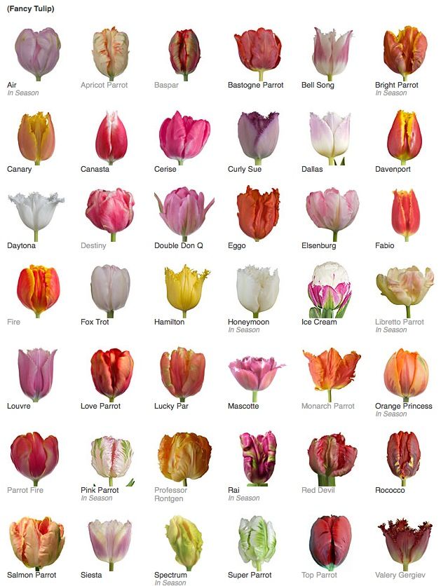 a bunch of different colored tulips are shown in this image, with the names below them