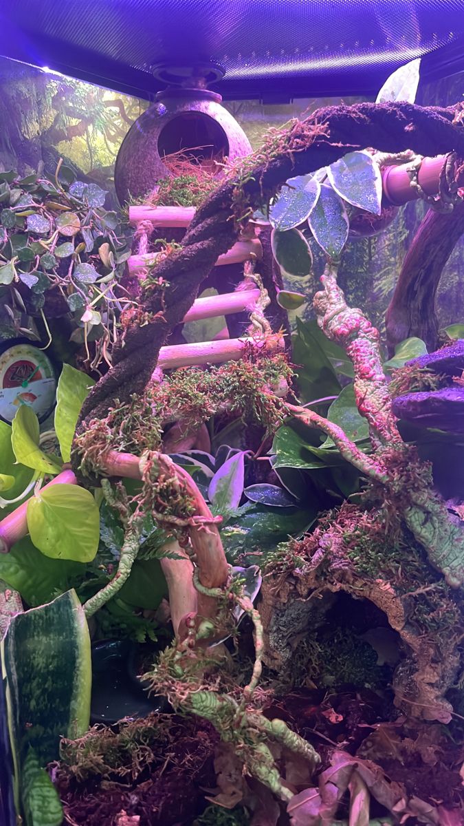 an aquarium filled with lots of plants and rocks