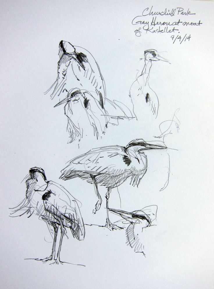 four different types of birds are shown in this drawing