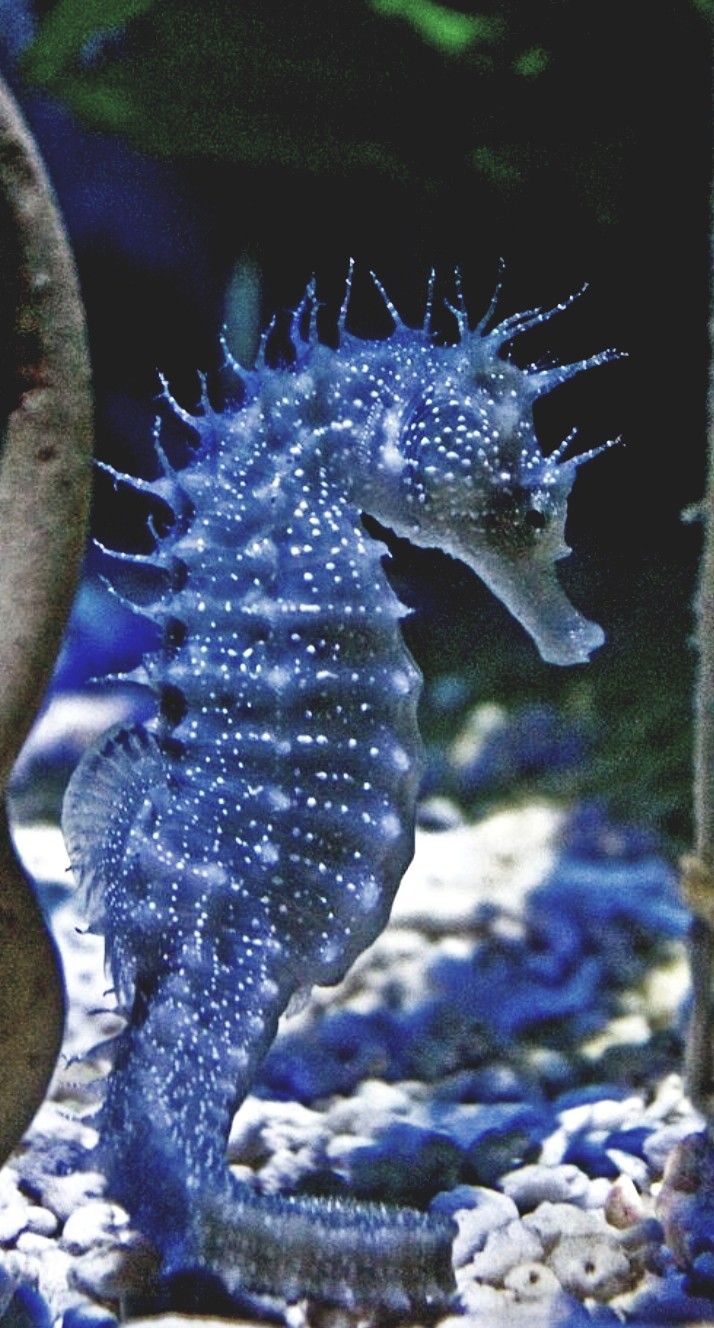 a close up of a sea horse in an aquarium