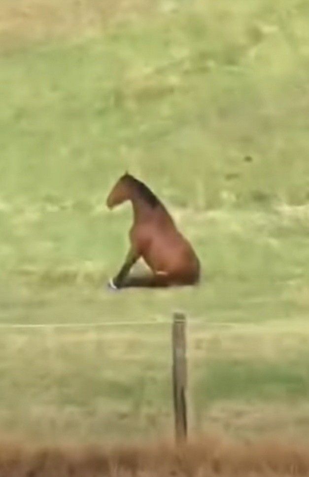 a brown horse sitting on top of a lush green field