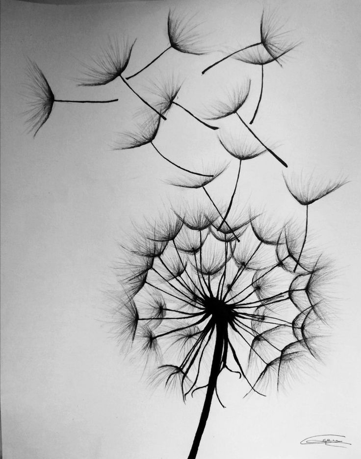 a black and white photo of a dandelion with its seeds blowing in the wind