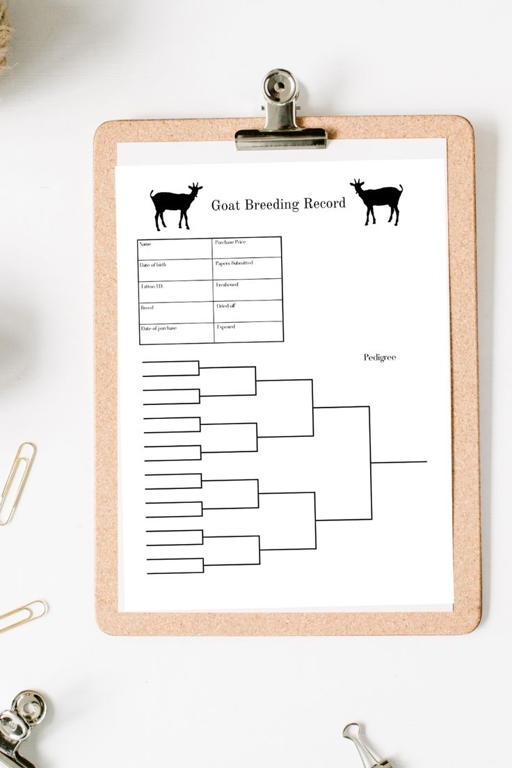 a clipboard with a goat breeding record on it